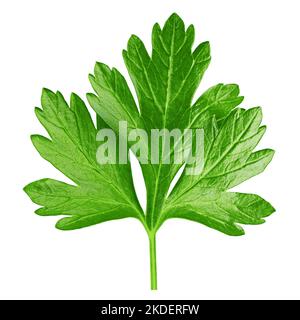 Parsley isolated on white background, clipping path, full depth of field Stock Photo