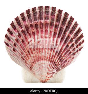 scallops sea shell isolated on white background, clipping path, full depth of field Stock Photo