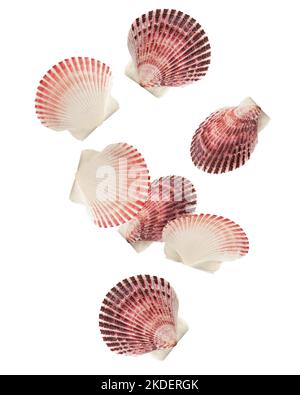 Falling scallops sea shell isolated on white background, clipping path, full depth of field Stock Photo