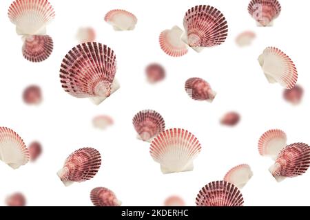 Falling scallops sea shell isolated on white background, selective focus Stock Photo