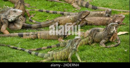 Close up of a green iguanas (iguana Iguana) with spines and dewlap Photographed in Ecuador Stock Photo