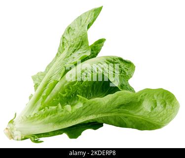Romain Lettuce isolated on white background, clipping path, full depth of field Stock Photo