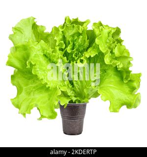 Batavia, salad, lettuce, isolated on white background, clipping path, full depth of field Stock Photo