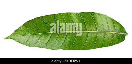 Mango leaf isolated on white background, clipping path, full depth of field Stock Photo