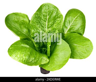 Romain Lettuce isolated on white background, clipping path, full depth of field Stock Photo