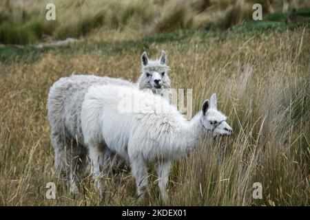 Alpaca in the Andes Mountains, Ecuador Stock Photo