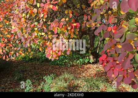 The autumn colours of the Cotinus coggygria, or smoke tree. Stock Photo