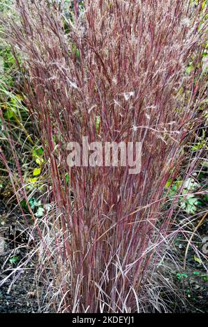 Little Bluestem, Schizachyrium scoparium, Autumn, Grass, Clump, Purple, Stems, Autumnal, Colour, Grasses Stock Photo