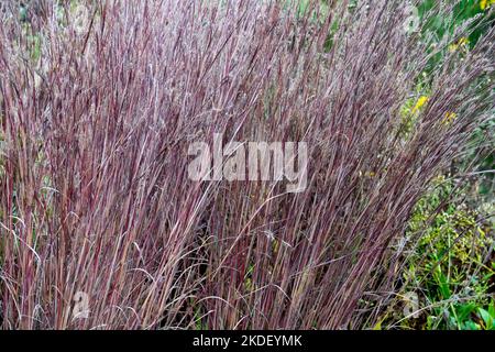 Purple, Hardy, Grass, Garden, Bluestem, Little Bluestem, Schizachyrium scoparium 'JS Red Frost' Stock Photo