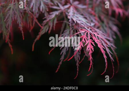 The autumn colours of the Japanese maple 'GarnetÕ tree. Stock Photo