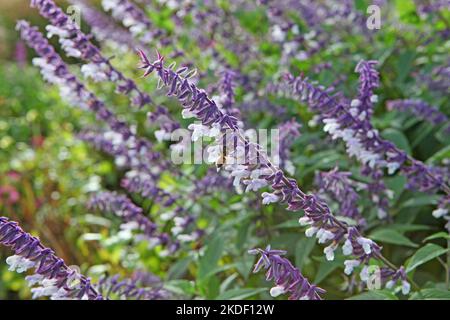 Salvia splendens 'Phyllis' Fancy'  in flower. Stock Photo