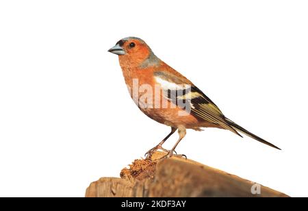 finch stands on a stump isolated on white background Stock Photo