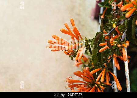 Pyrostegia venusta, also commonly known as flamevine or orange trumpet vine Stock Photo