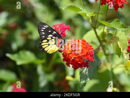 Delias henningia butterfly or Malayan Jezebel on Lantana camara red (common lantana) flowers growing in Da Lat Vietnam Stock Photo