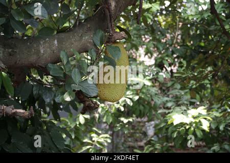 Jackfruit hanging on jackfruit tree.Artocarpus heterophyllus Stock Photo