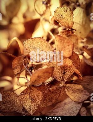 gold dried hydrangea flowers in autumn. macro. a photo. vertical. Stock Photo
