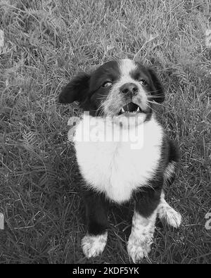 Funny puppy. black and white photo Stock Photo