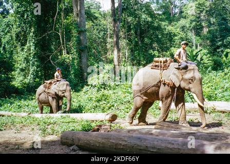 Elephants at work with timber logs in forestry area, Thailand, Asia 1971 Stock Photo
