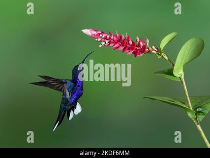 Violet sabrewing hummingbird (Campylopterus hemileucurus) in flight in Costa Rica Stock Photo