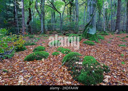 Coed Cochwillan is woodland in the Ogwen Valley on the northern perimeter of Snowdonia. It is partly covered in ancient beech trees. Stock Photo