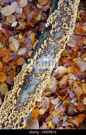 Trametes versicolor – also known as Coriolus versicolor and Polyporus versicolor – is a common polypore mushroom, Brandenburg, Germany Stock Photo