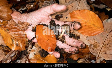 Symbol photo for mushroom poisoning Stock Photo