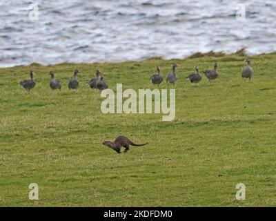 Eurasian Otter (Lutra lutra) running across field being watched by Greylag Geese, Yell, Shetland, Scotland Stock Photo