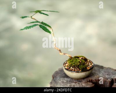 Small tree setting put it in a small pot as a mini bonsai Stock Photo
