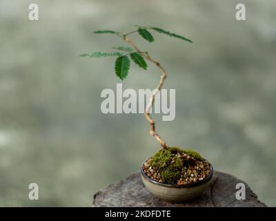 Small tree setting put it in a small pot as a mini bonsai Stock Photo