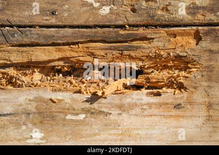 Drywood termite infestation, with damage on wooden beams.Spain. Stock Photo