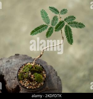 Small tree setting put it in a small pot as a mini bonsai Stock Photo