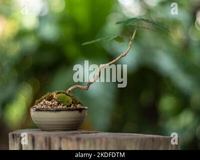 Small tree setting put it in a small pot as a mini bonsai Stock Photo