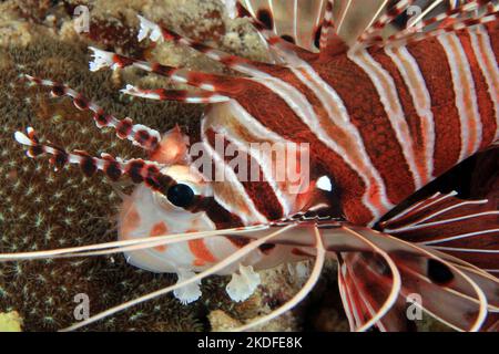 Spotfin Lionfish Close-up (Pterois Antennata). Anilao, Philippines Stock Photo