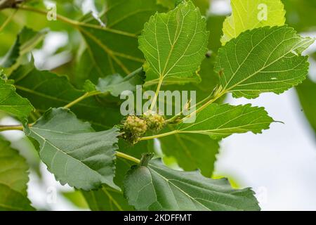 The branches of the Morus Alba or Murbei plant that are fruiting are still young, green in color, sticking out among the fresh green leaves Stock Photo