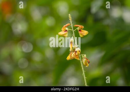 A yellow flower of Crotalaria trichotoma Bojer pops up among the grass, has a blurry green grass background Stock Photo