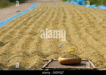 Drying rice by the roadside in rural Thailand. Stock Photo