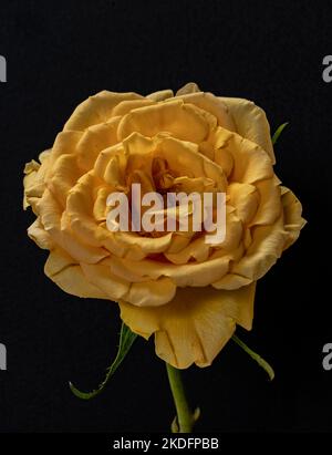 Yellow rose isolated on a black background Stock Photo