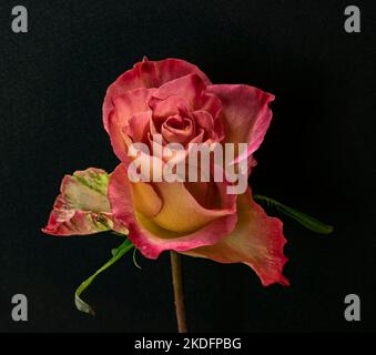 Closeup of a beautiful rose (pink, yellow) against a black background. Stock Photo