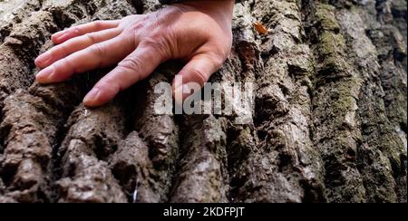 Close-up of male hand on trunk of large tree with rough thick bark Stock Photo