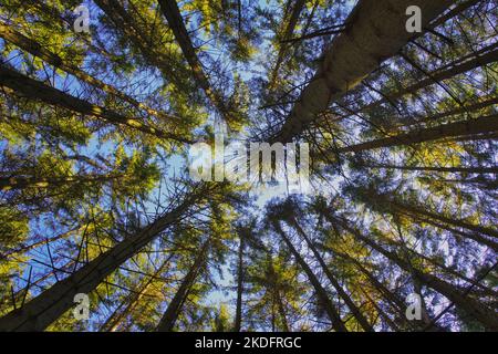 The Look up into the treetops. Bottom view background. Treetops framing the sky. The tops of the pines From Low Angle. Stock Photo