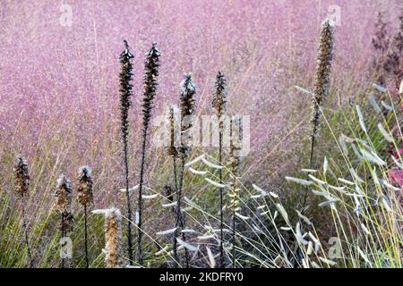 Blazing Star, Liatris pycnostachya, Seed heads, Gayfeather, Dead heads, Prairie, Meadow, America native plants autumn Pink Muhly Grass, Muhlenbergia Stock Photo