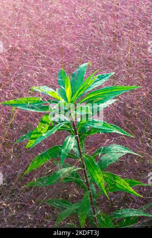 Green Leaves on the stem, Plant growing in Pink Muhly Grass, Muhlenbergia capillaries background Stock Photo