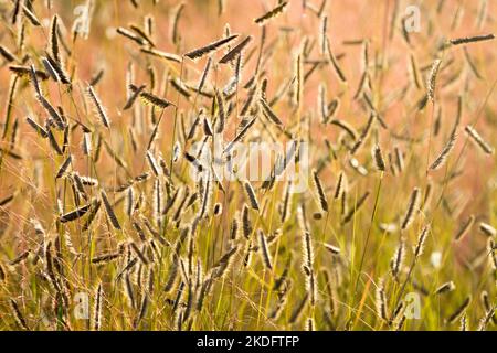 Autumn, Blue Grama, Bouteloua gracilis, Mosquito Grass, Bouteloua, Grass, Seed heads, Autumnal, Plant, Grasses Stock Photo