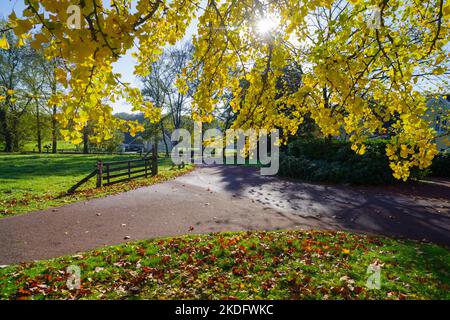 beautiful view under a ginkgo biloba tree in an autumn park Stock Photo