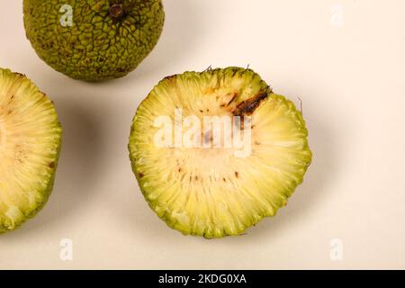 Close up of the fruit of Maclura pomifera. Osage orange.  Apple-bearing or dye mulberry or false orange. The mulberry family. Group Rosaceae Stock Photo