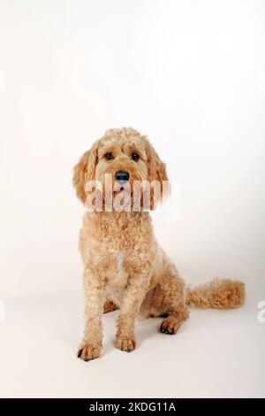 Cockapoo studio setting. Stock Photo