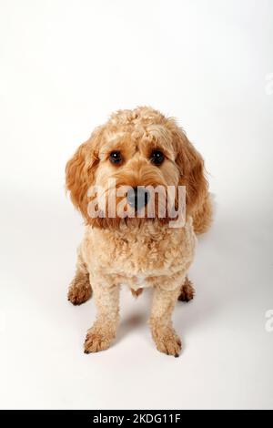 Cockapoo studio setting. Stock Photo