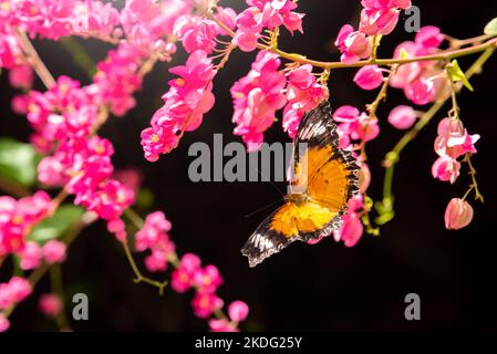 Monarch butterfly on yellow flowers with black background. Stock Photo