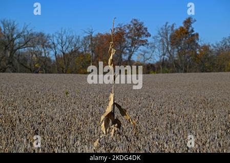 Surviving isolated stalk of corn in a mature soybean field on an autumn morning. The corn which is a staple food used to feed livestock and humans Stock Photo