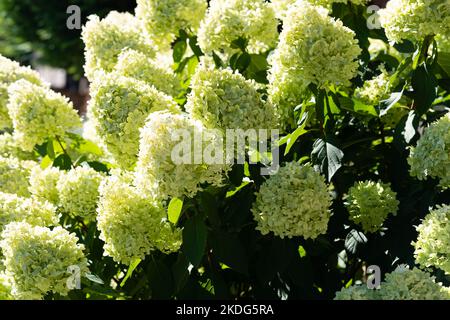 The romantic hortensia flower Hydrangea Stock Photo